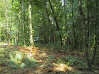 The underbrush has been cleared.
